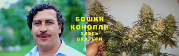 шишки Белокуриха